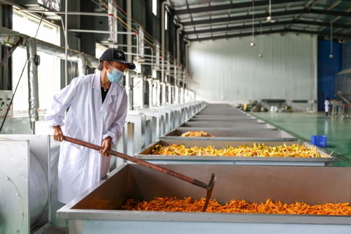 毕节优质农产品扬帆出海，打造贵州农业“国际名片”