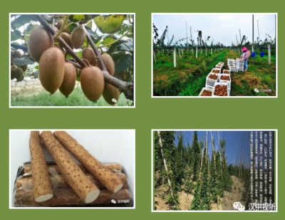 喜讯频传！汉中地理标志农产品总数增至23个，稳居全省榜首