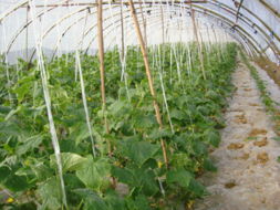 红河农产品信息网 连接优质农产品与全球市场