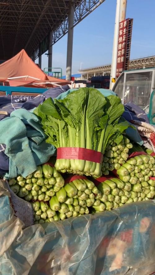 每日蔬菜行情 优质农产品市场动态解析